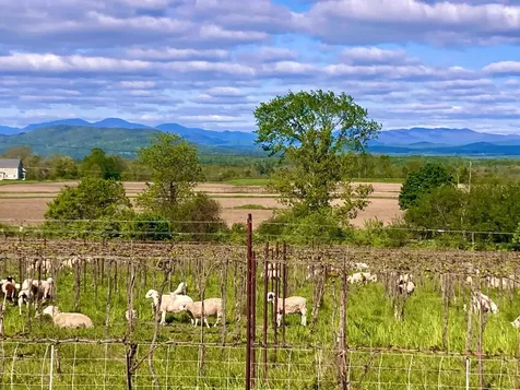 47 Vineyard View Drive Charlotte VT 05445-4201