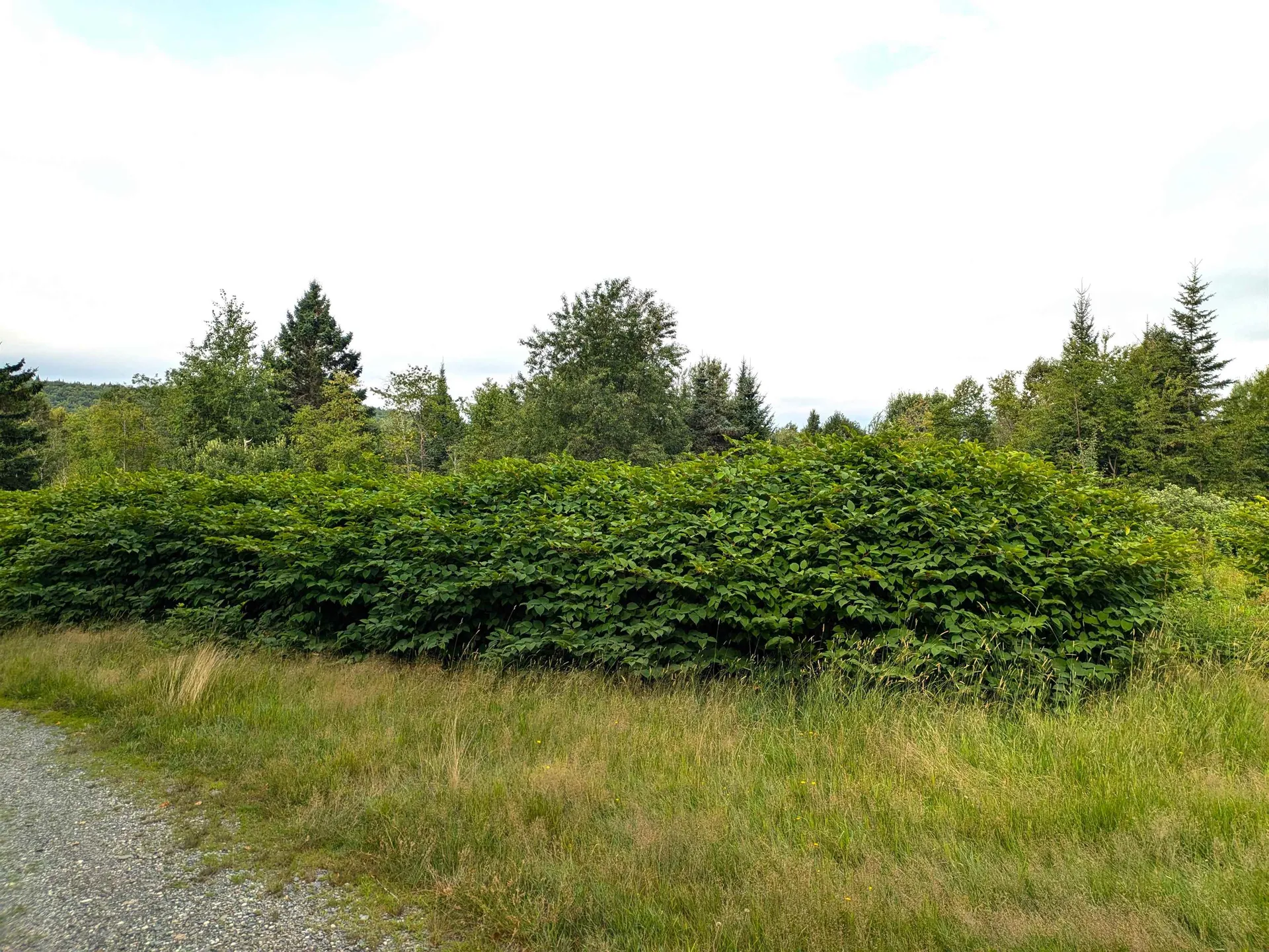 Lot 13 Bressette Road Clarksville NH 03592