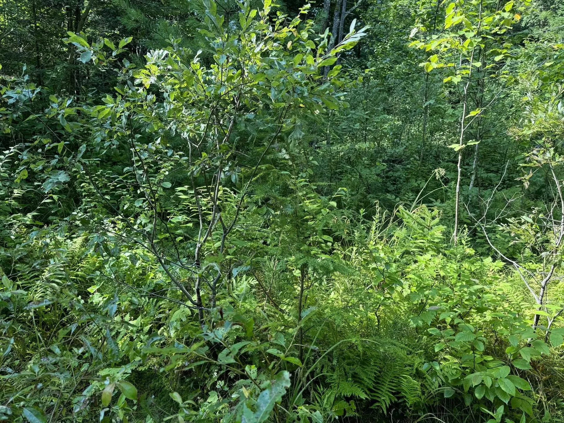 1 Forbush Road Wilmington VT 05363