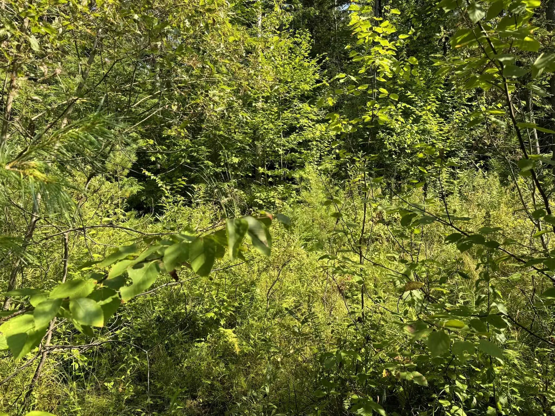 1 Forbush Road Wilmington VT 05363