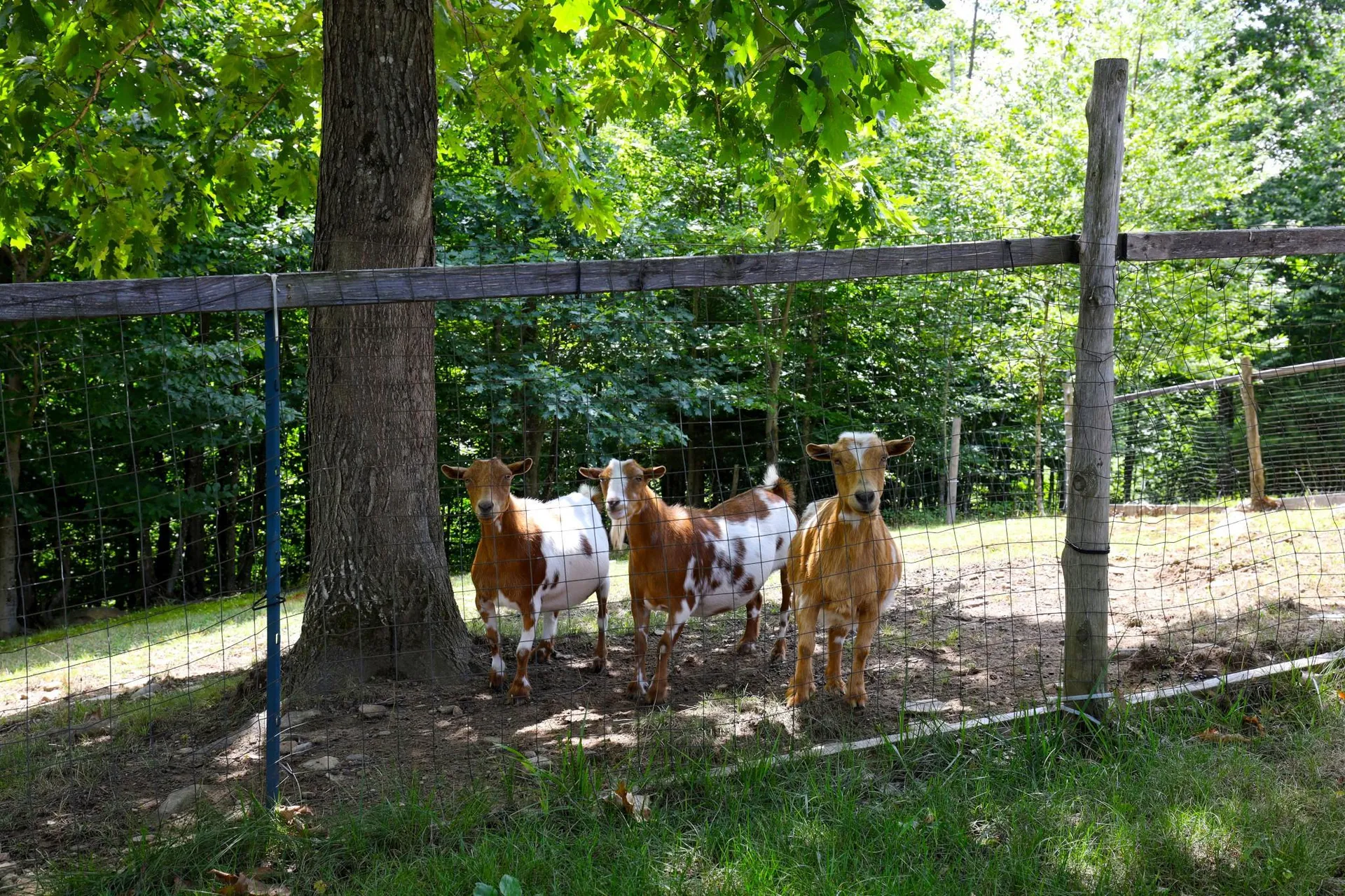 994 Dodge Road Chester VT 05143