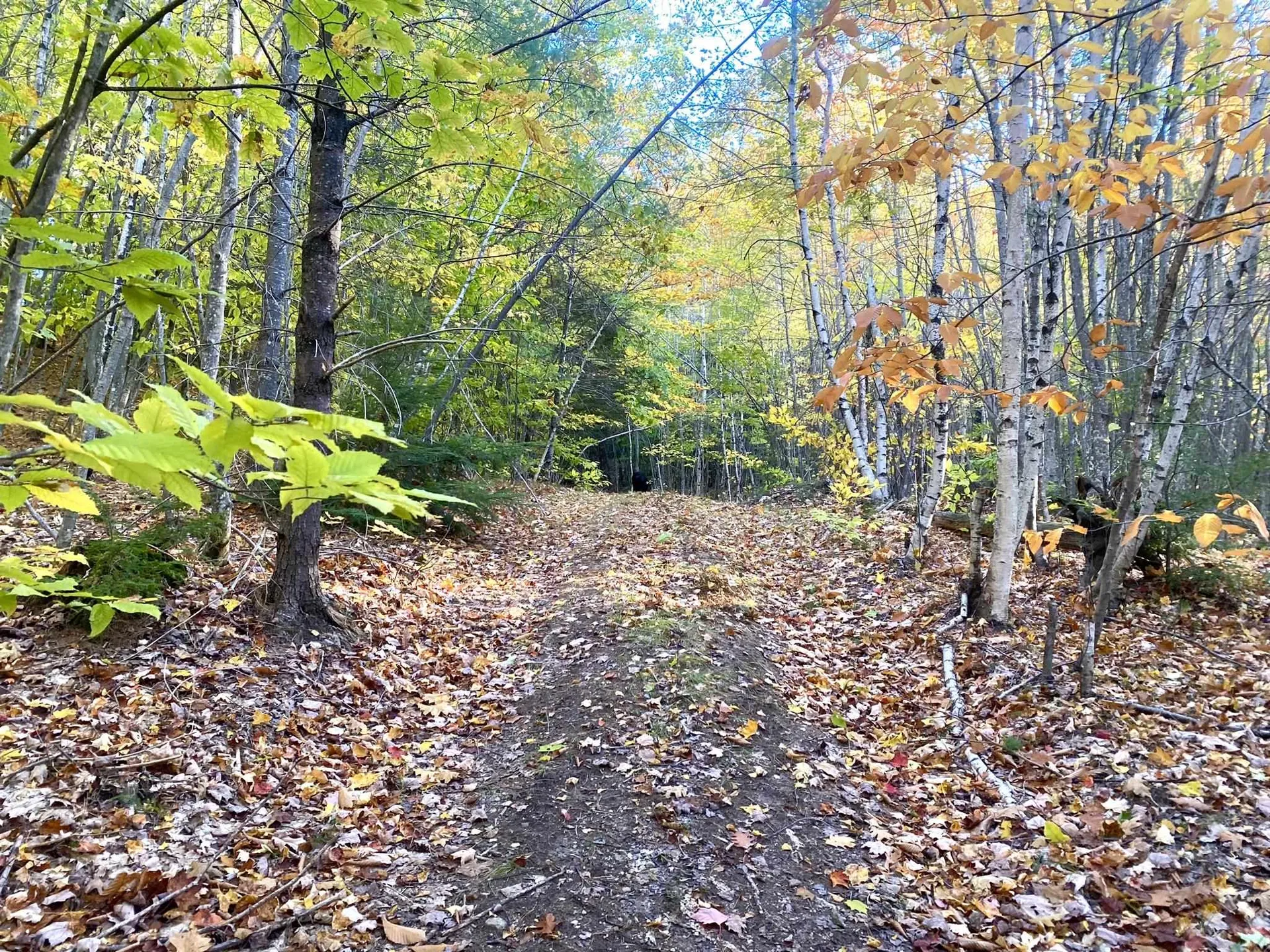 Willis Bean Road Eaton NH 03832