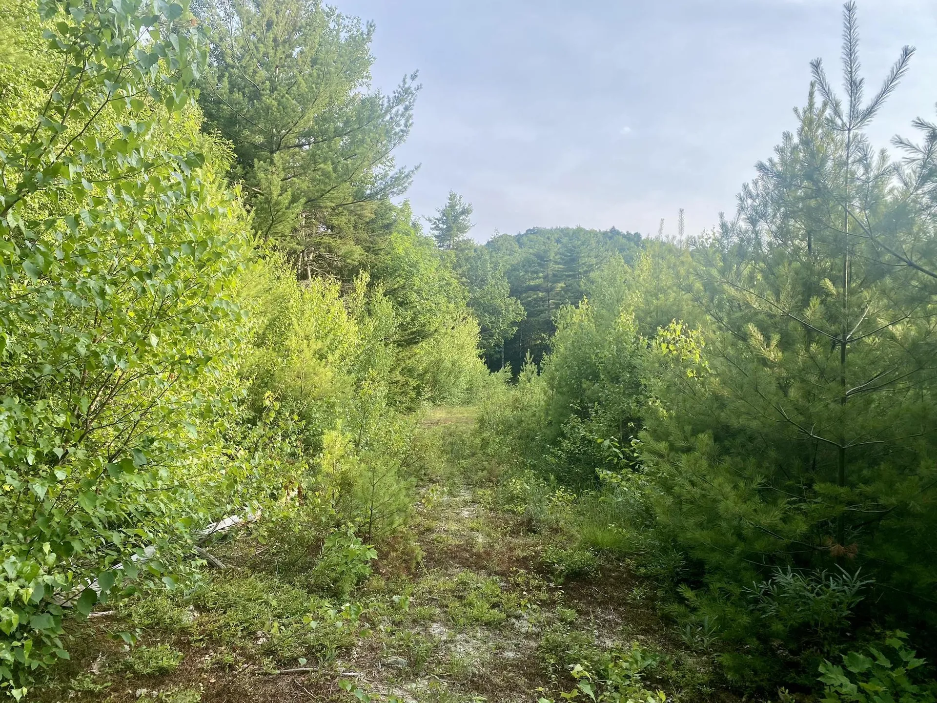 Willis Bean Road Eaton NH 03832