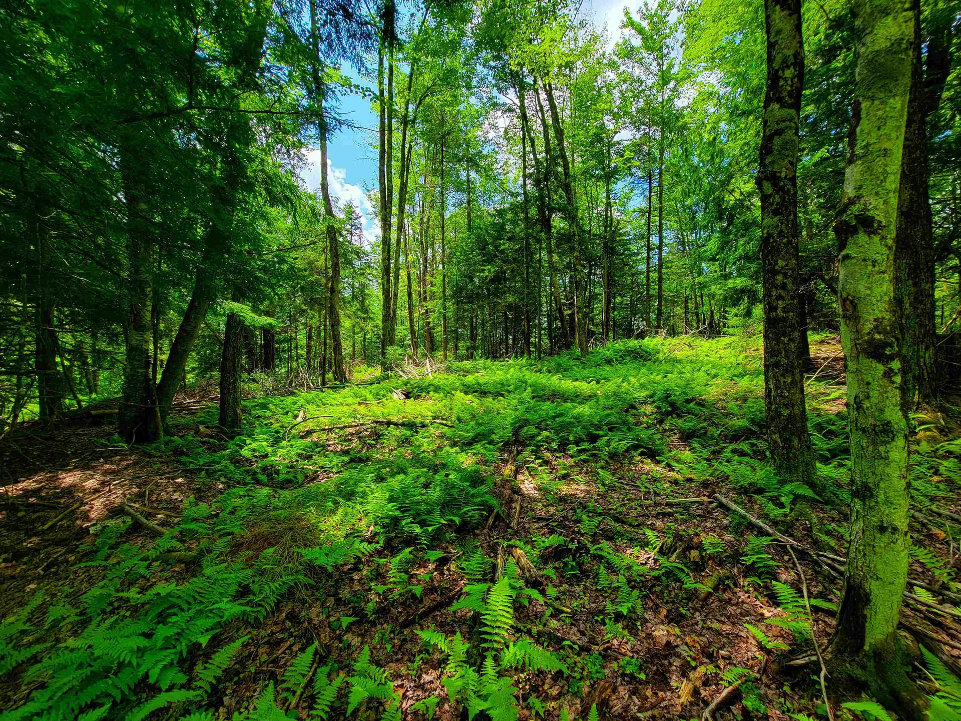1730 Sinclair Road Johnson VT 05656