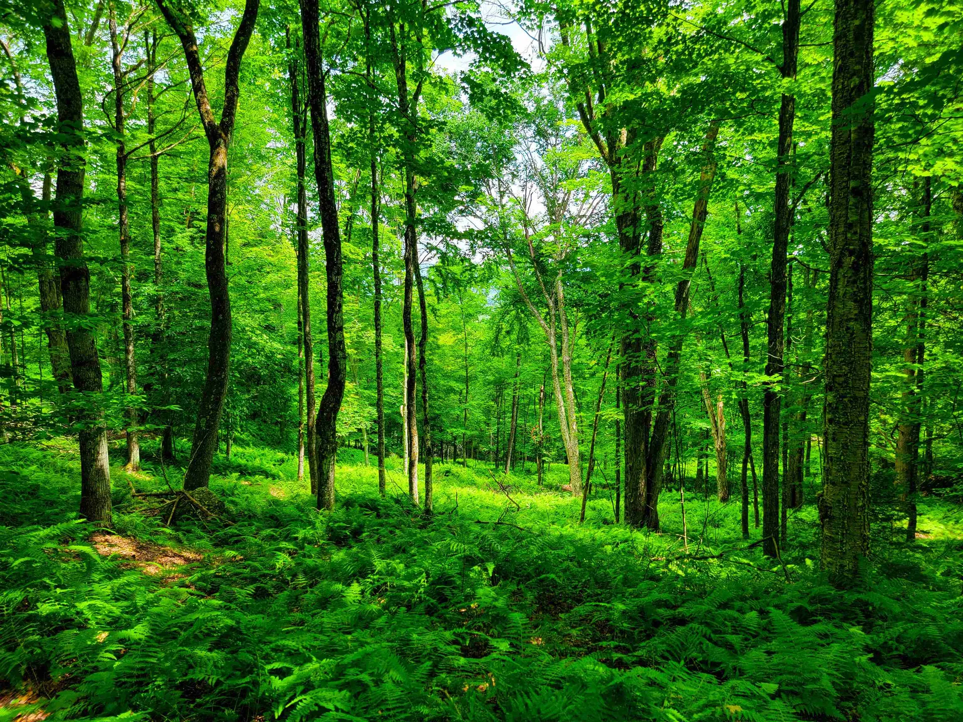 1730 Sinclair Road Johnson VT 05656