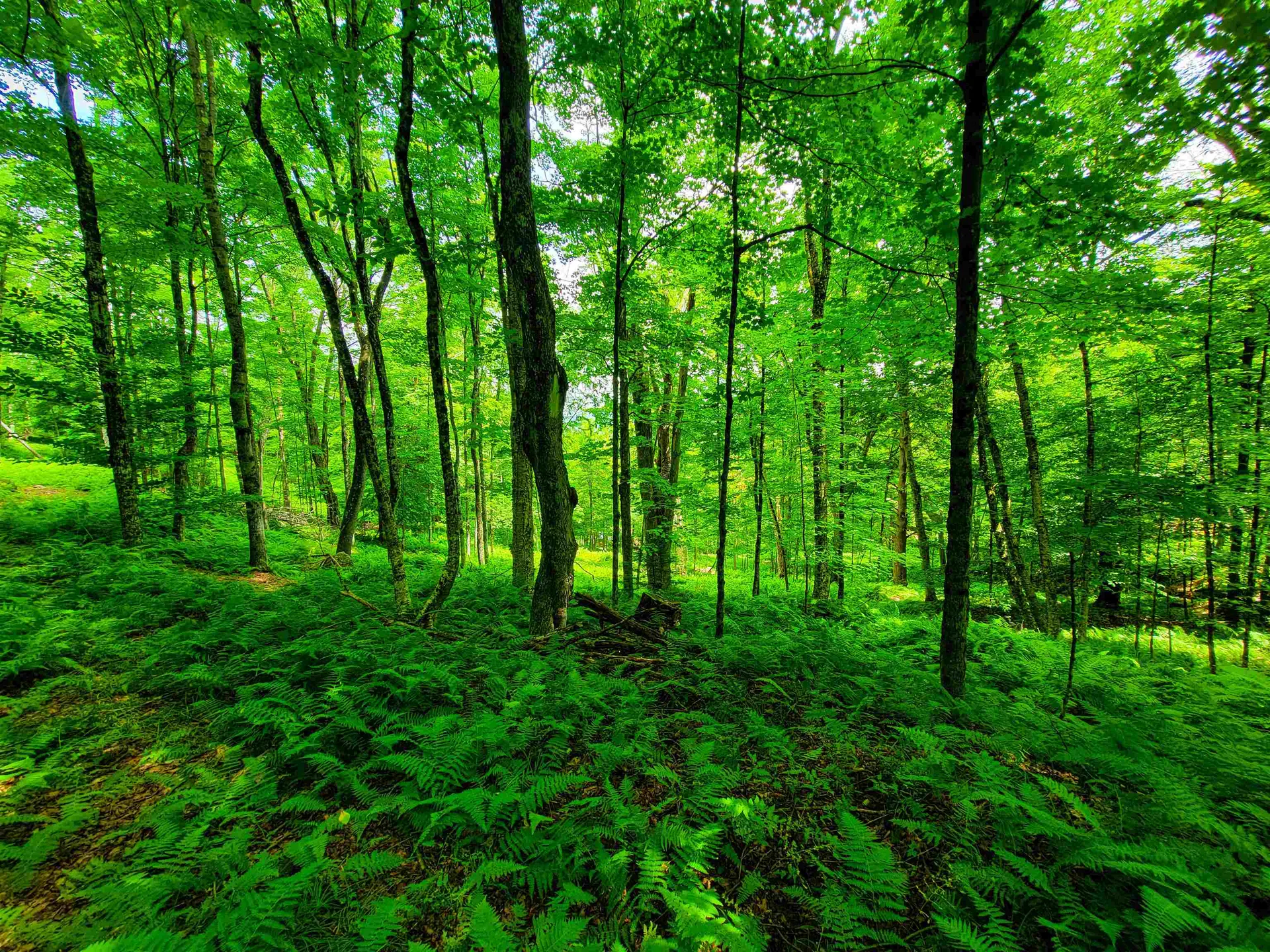 1730 Sinclair Road Johnson VT 05656
