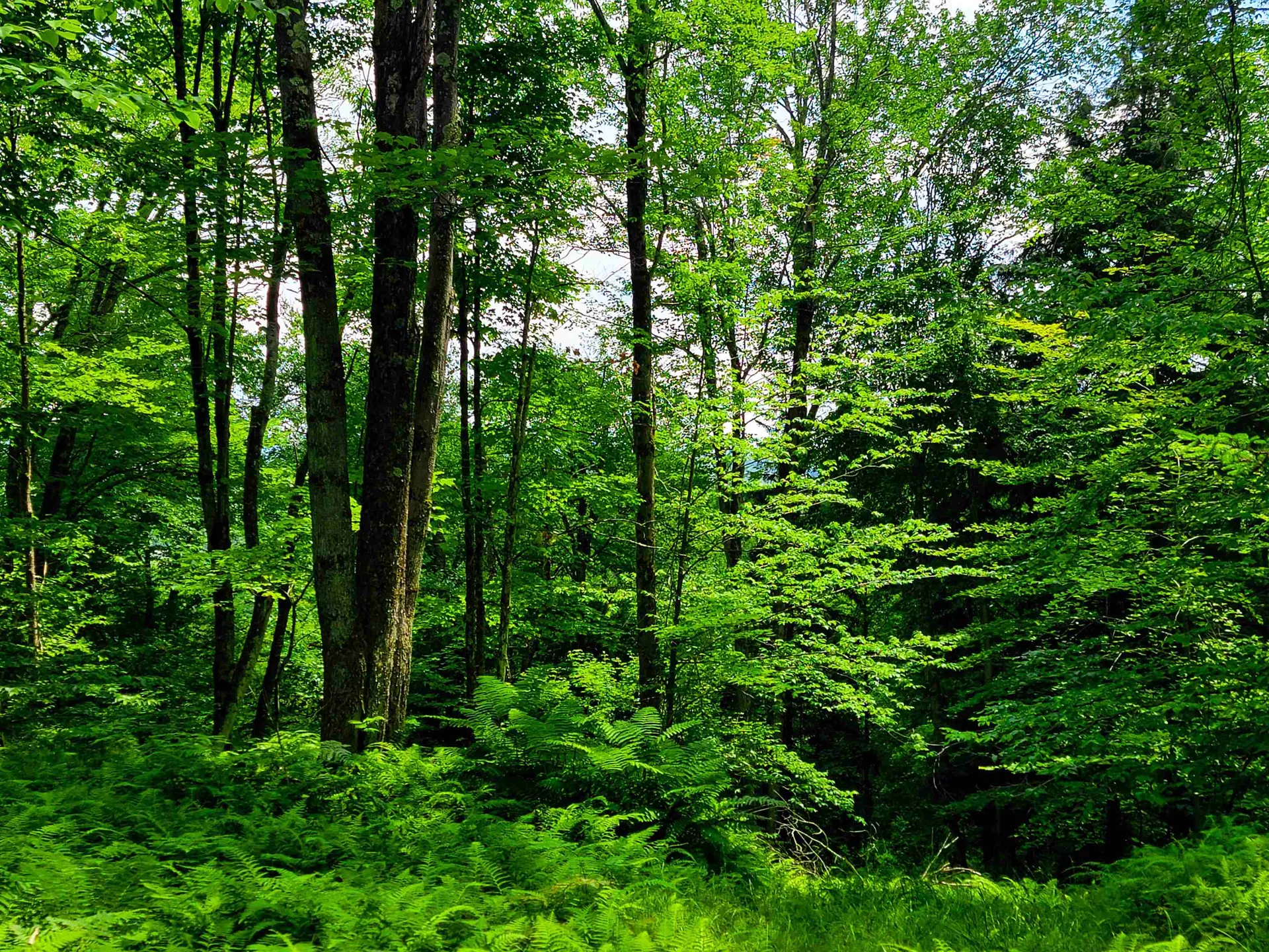 1730 Sinclair Road Johnson VT 05656