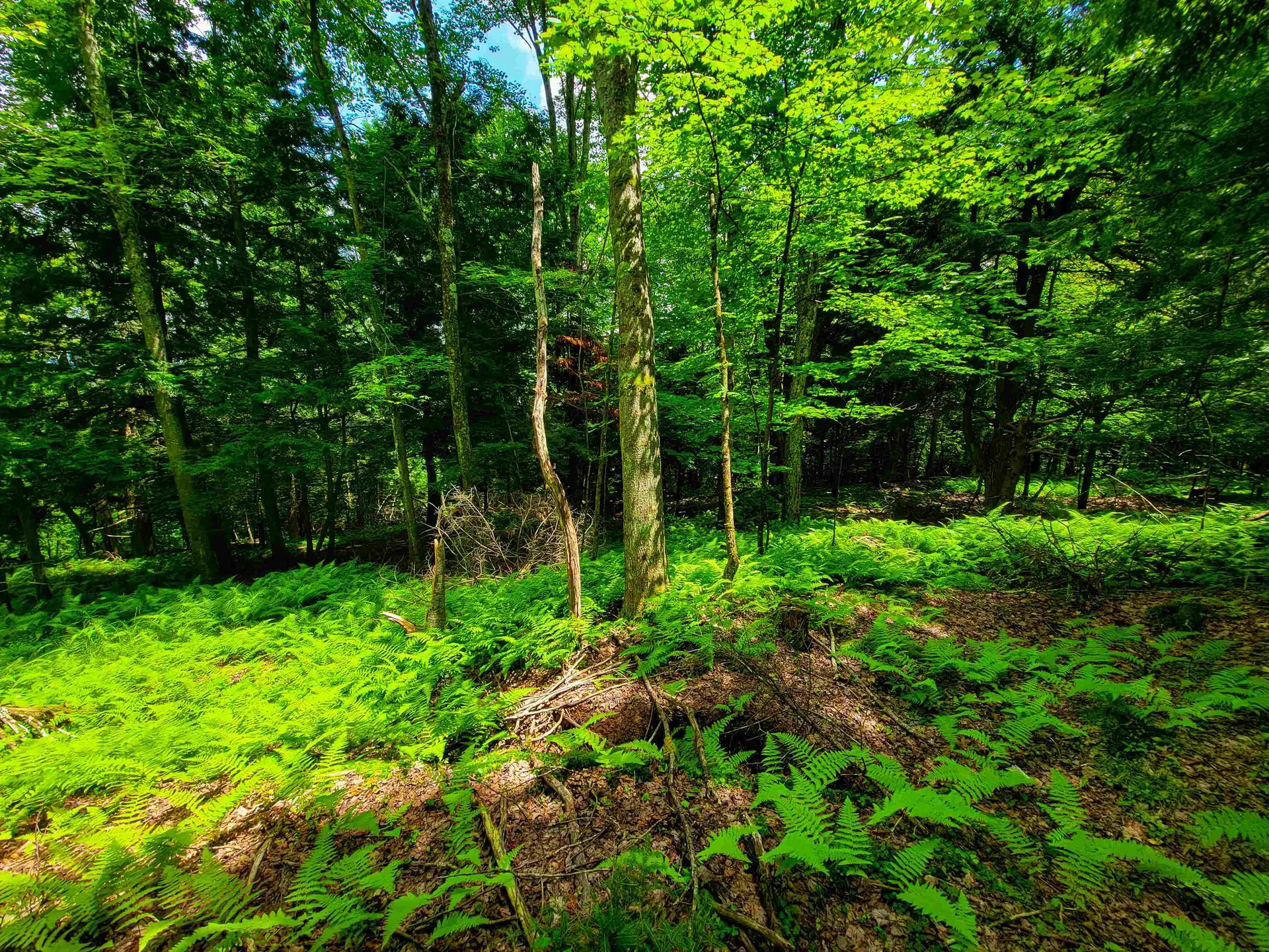 1730 Sinclair Road Johnson VT 05656
