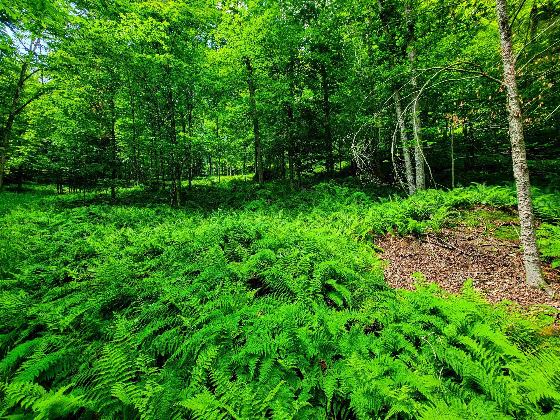 1730 Sinclair Road Johnson VT 05656