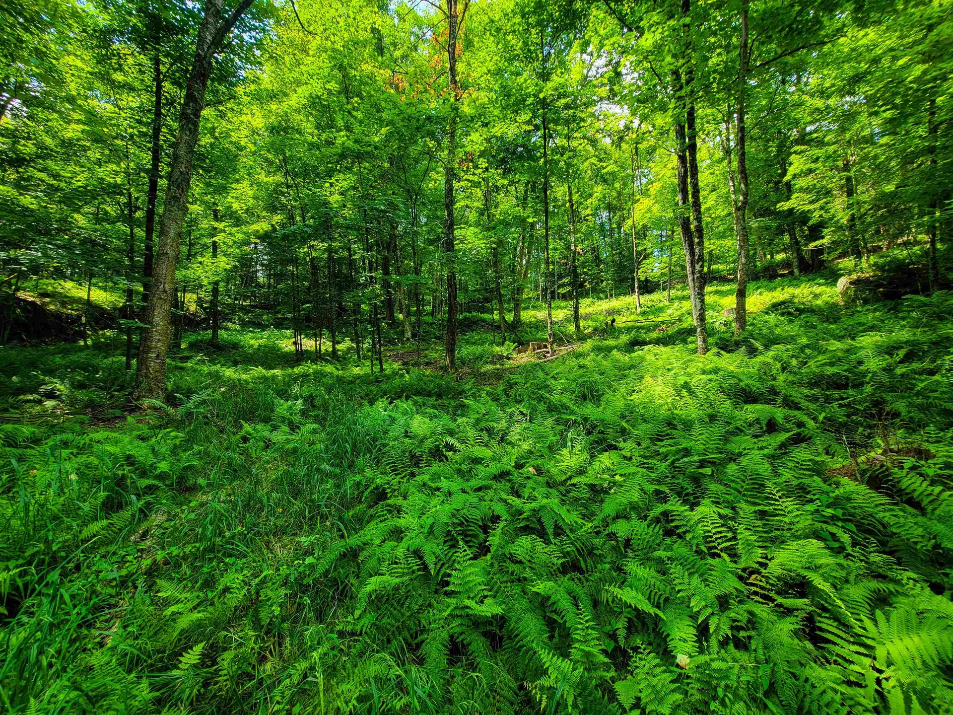 1730 Sinclair Road Johnson VT 05656