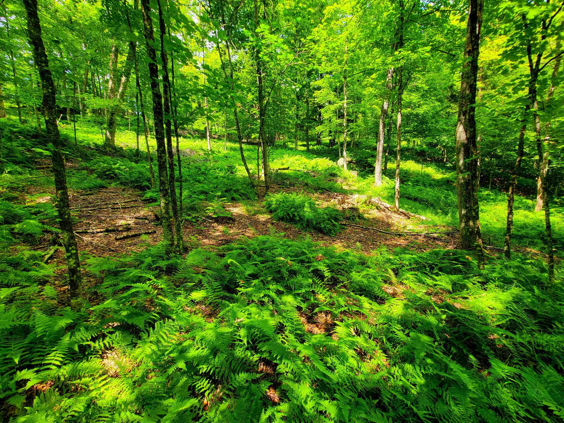 1730 Sinclair Road Johnson VT 05656
