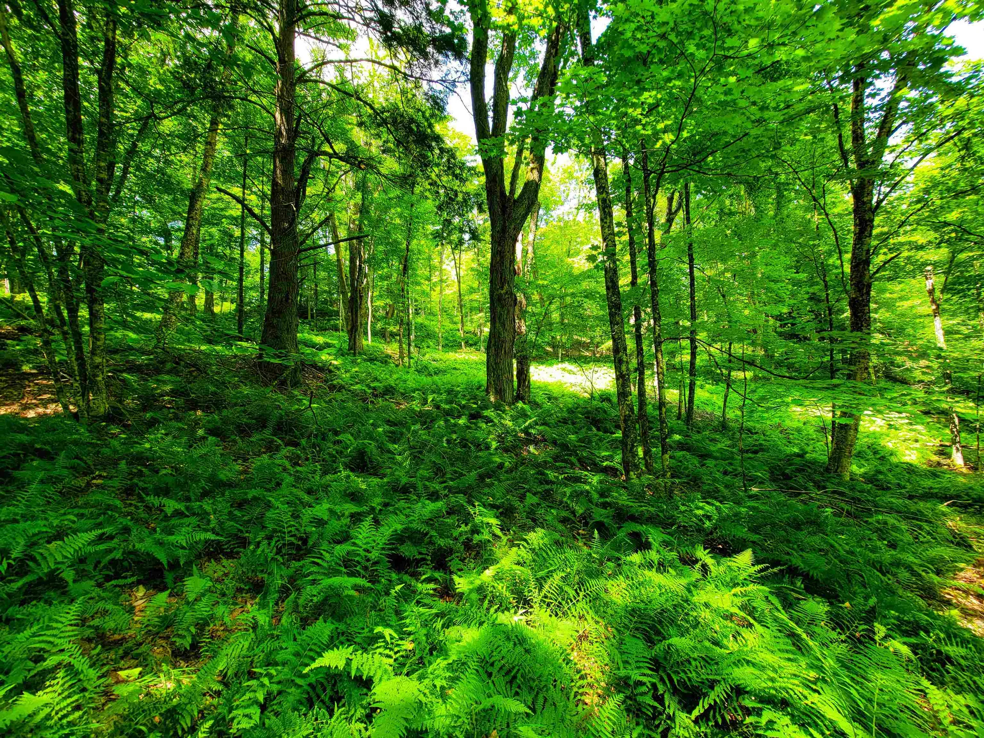 1730 Sinclair Road Johnson VT 05656