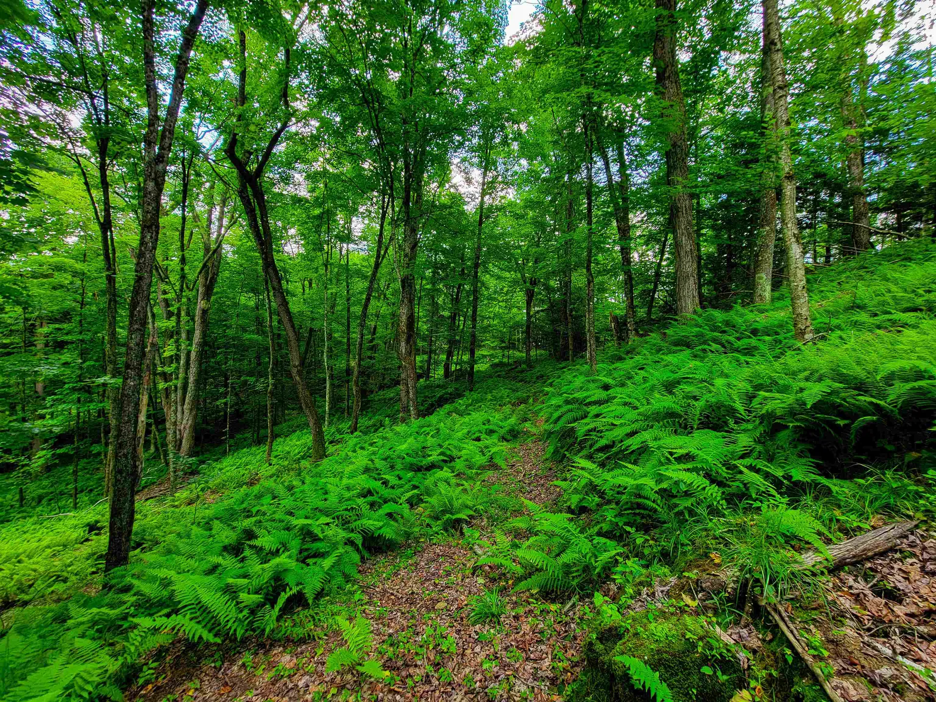 1730 Sinclair Road Johnson VT 05656