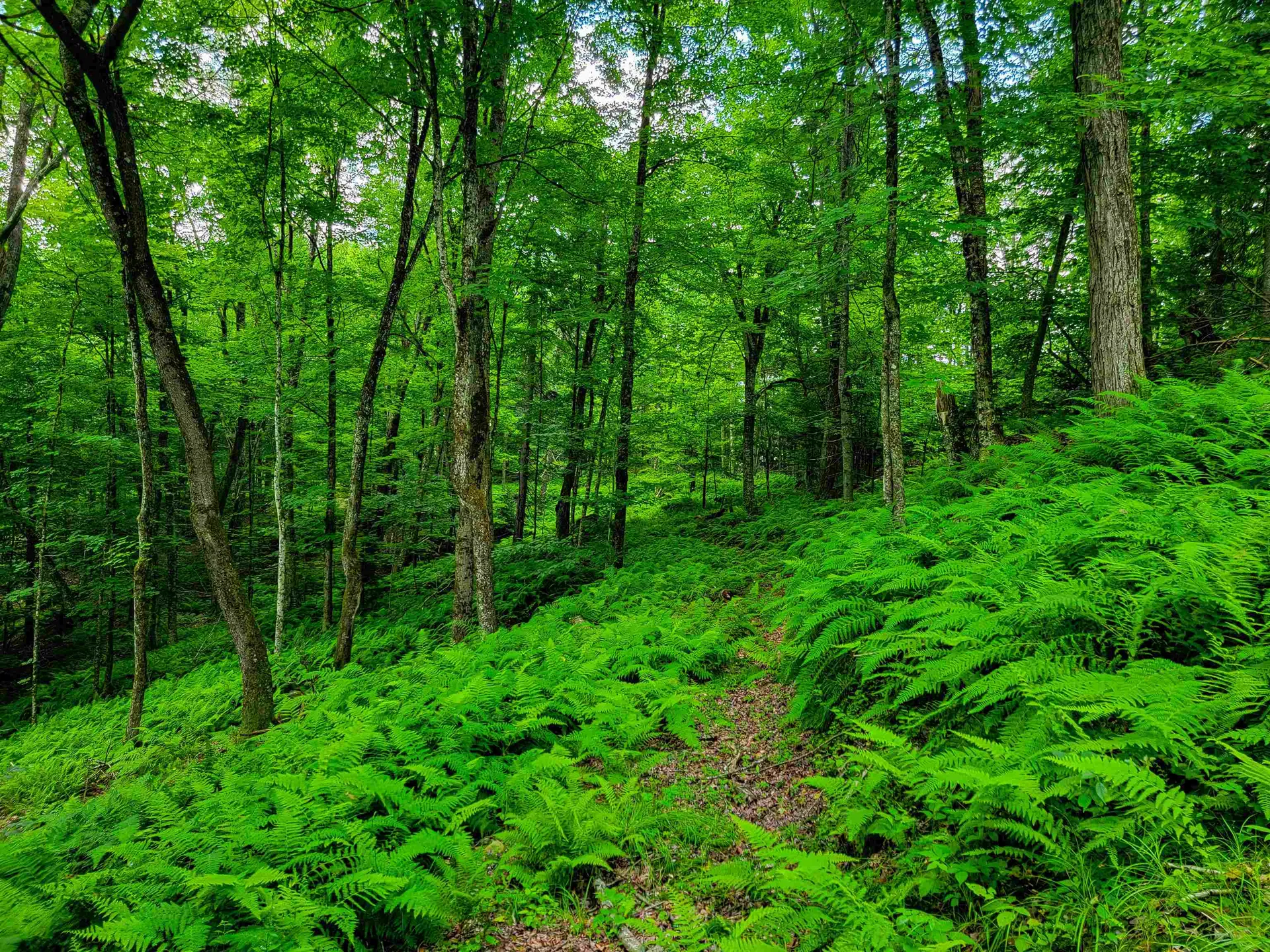 1730 Sinclair Road Johnson VT 05656