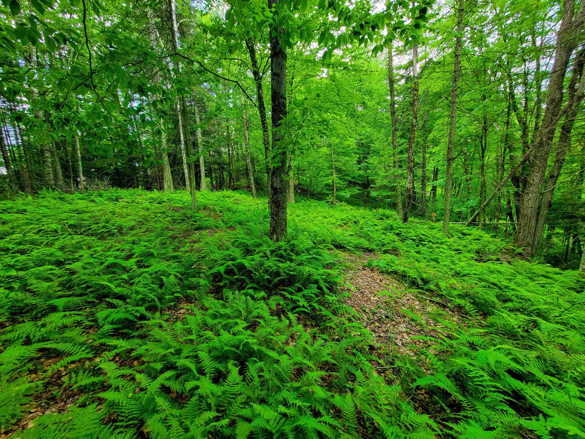 1730 Sinclair Road Johnson VT 05656