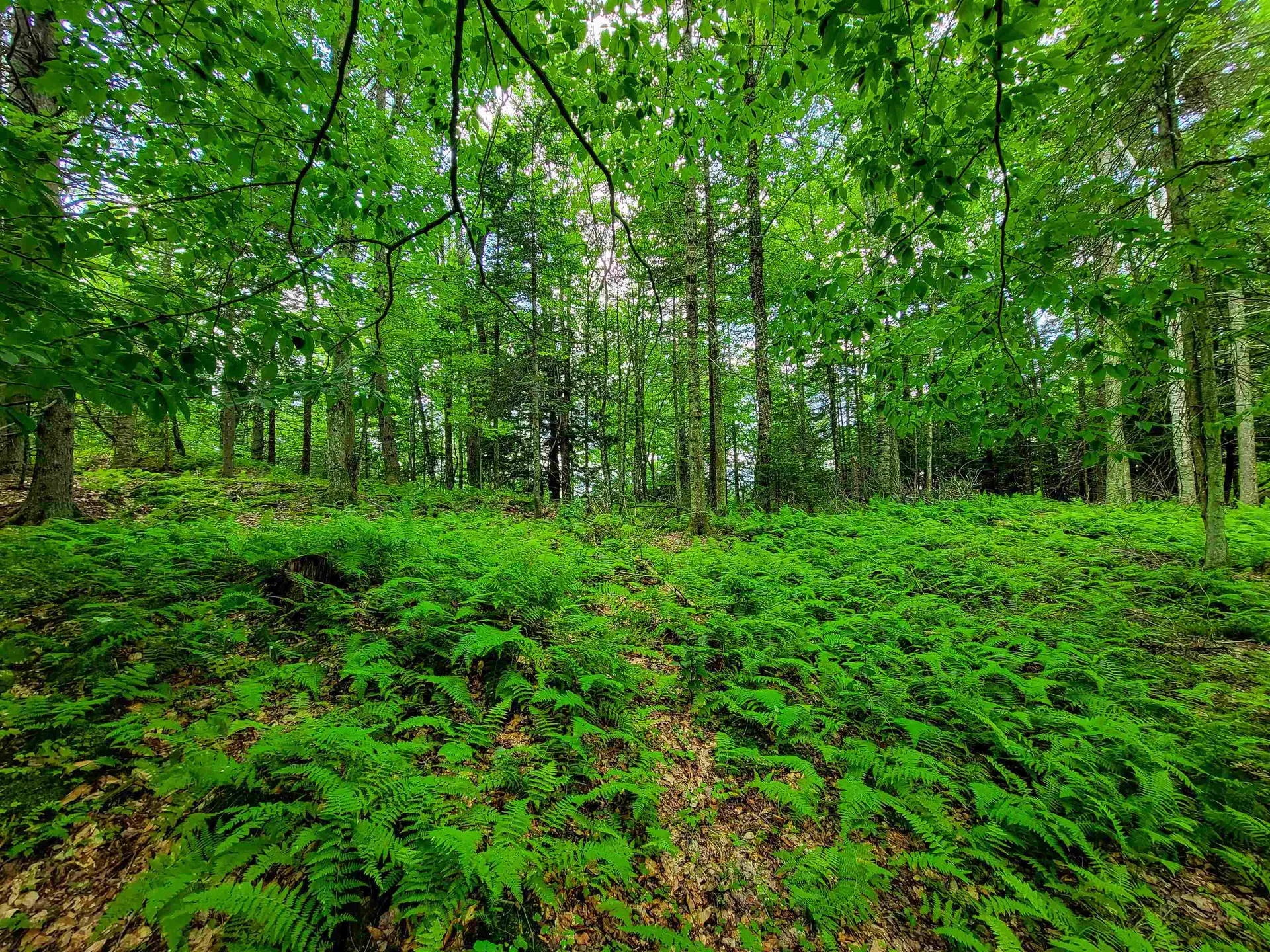 1730 Sinclair Road Johnson VT 05656