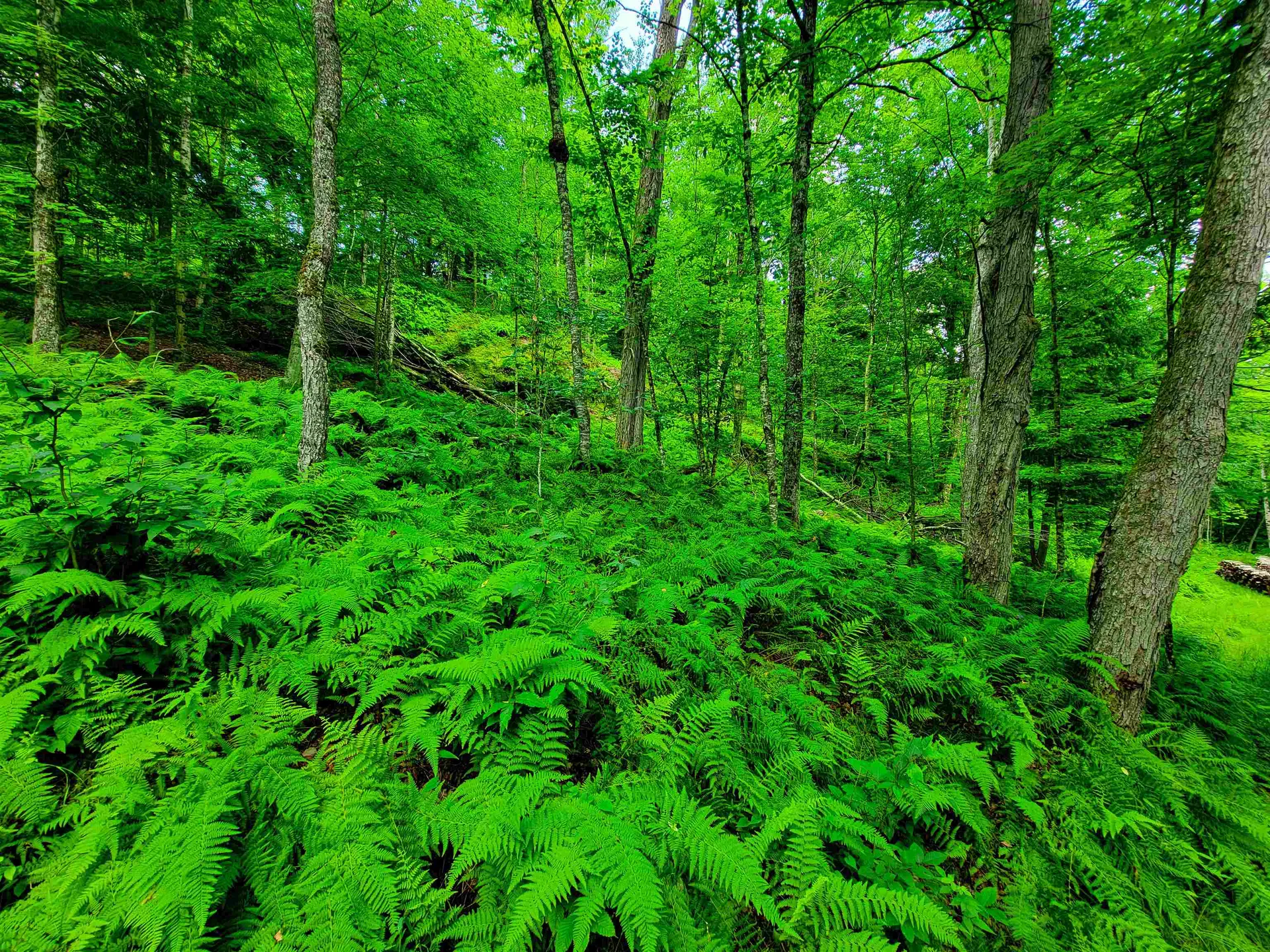 1730 Sinclair Road Johnson VT 05656