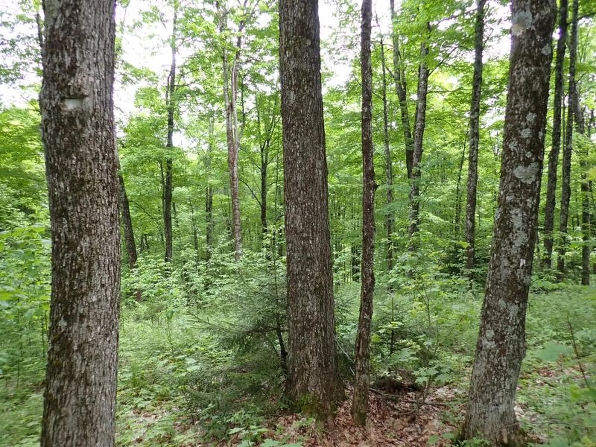 0 Powder Spring Road Topsham VT 05076