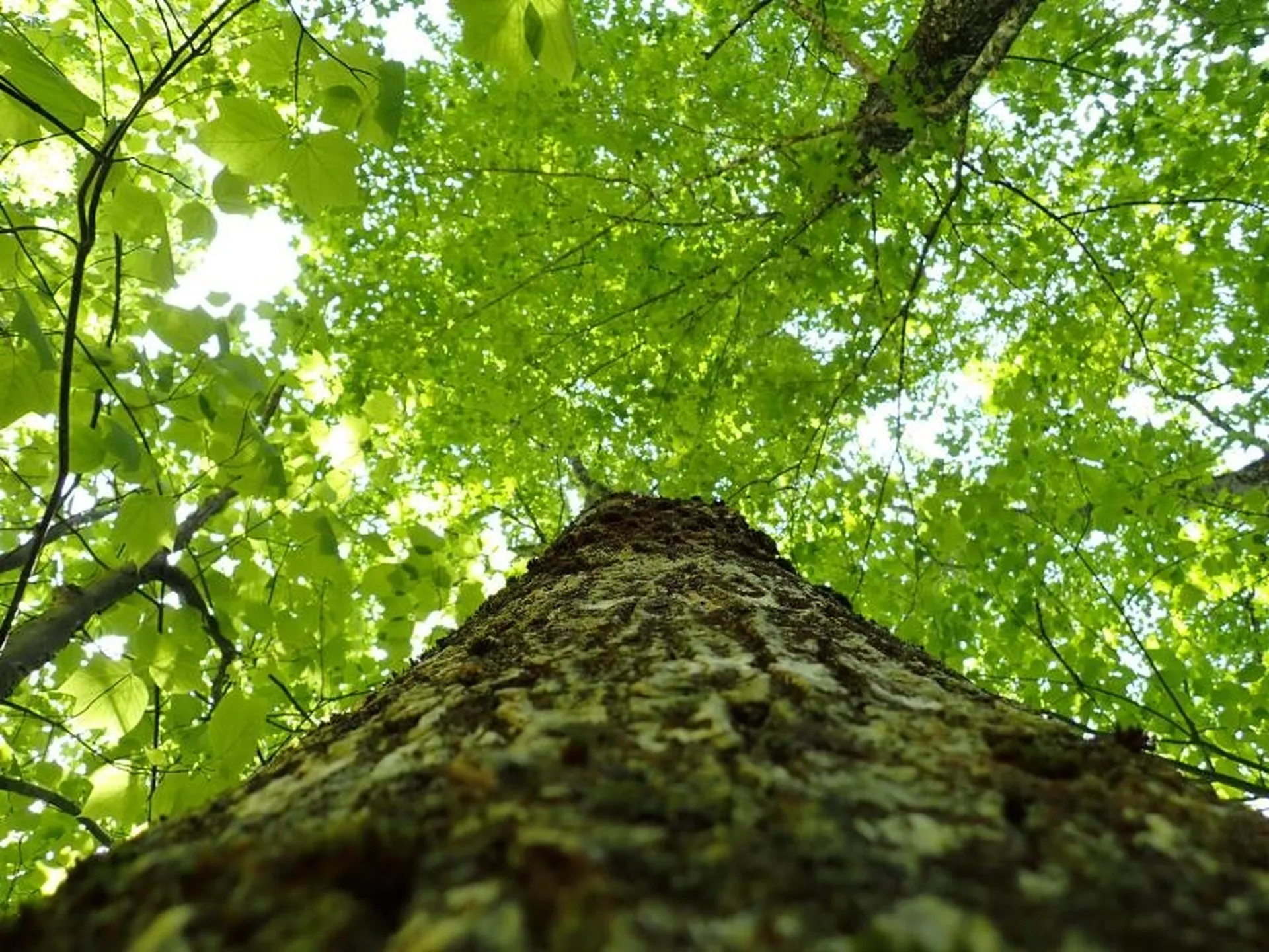 0 Powder Spring Road Topsham VT 05076