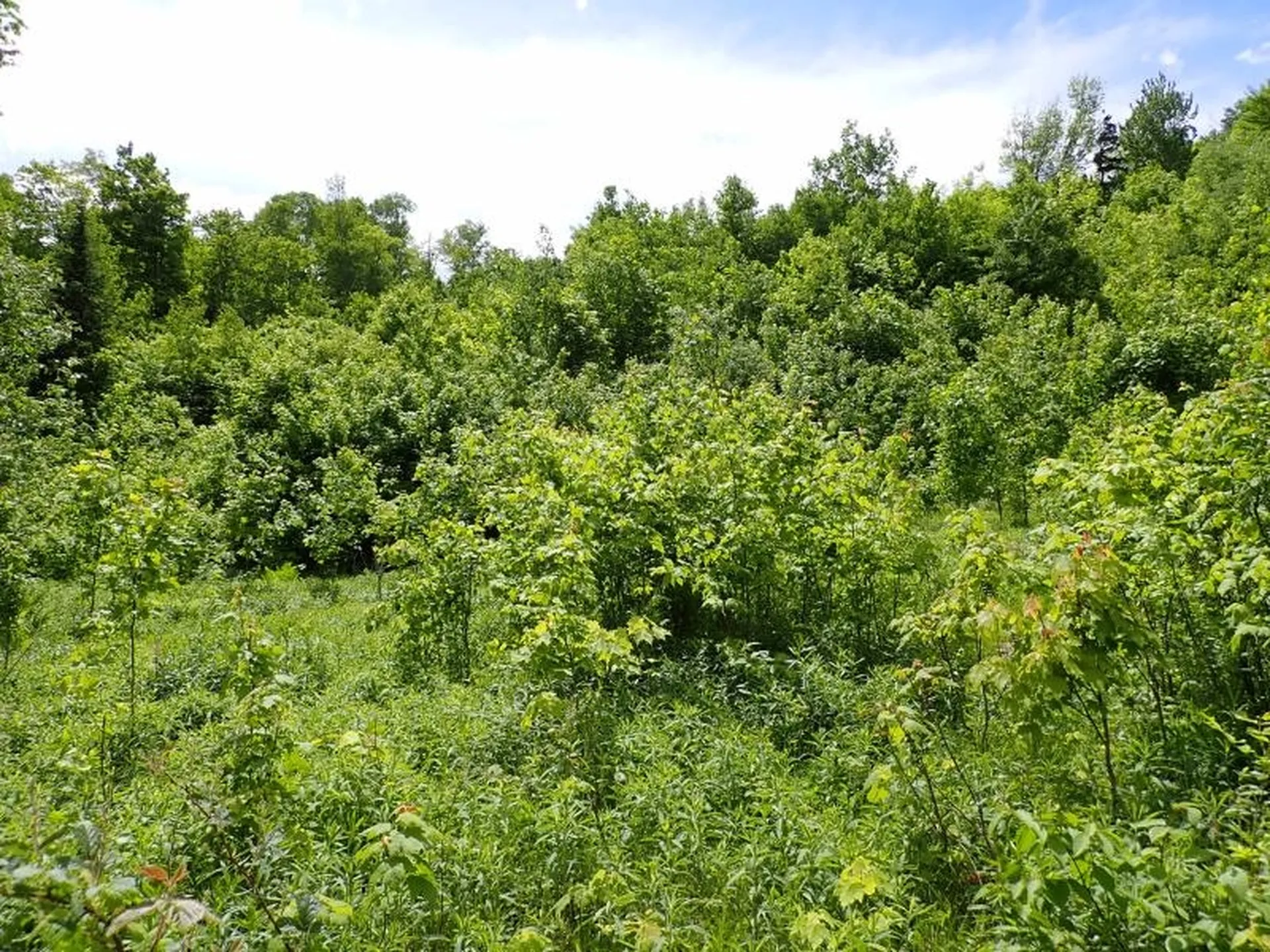 0 Powder Spring Road Topsham VT 05076