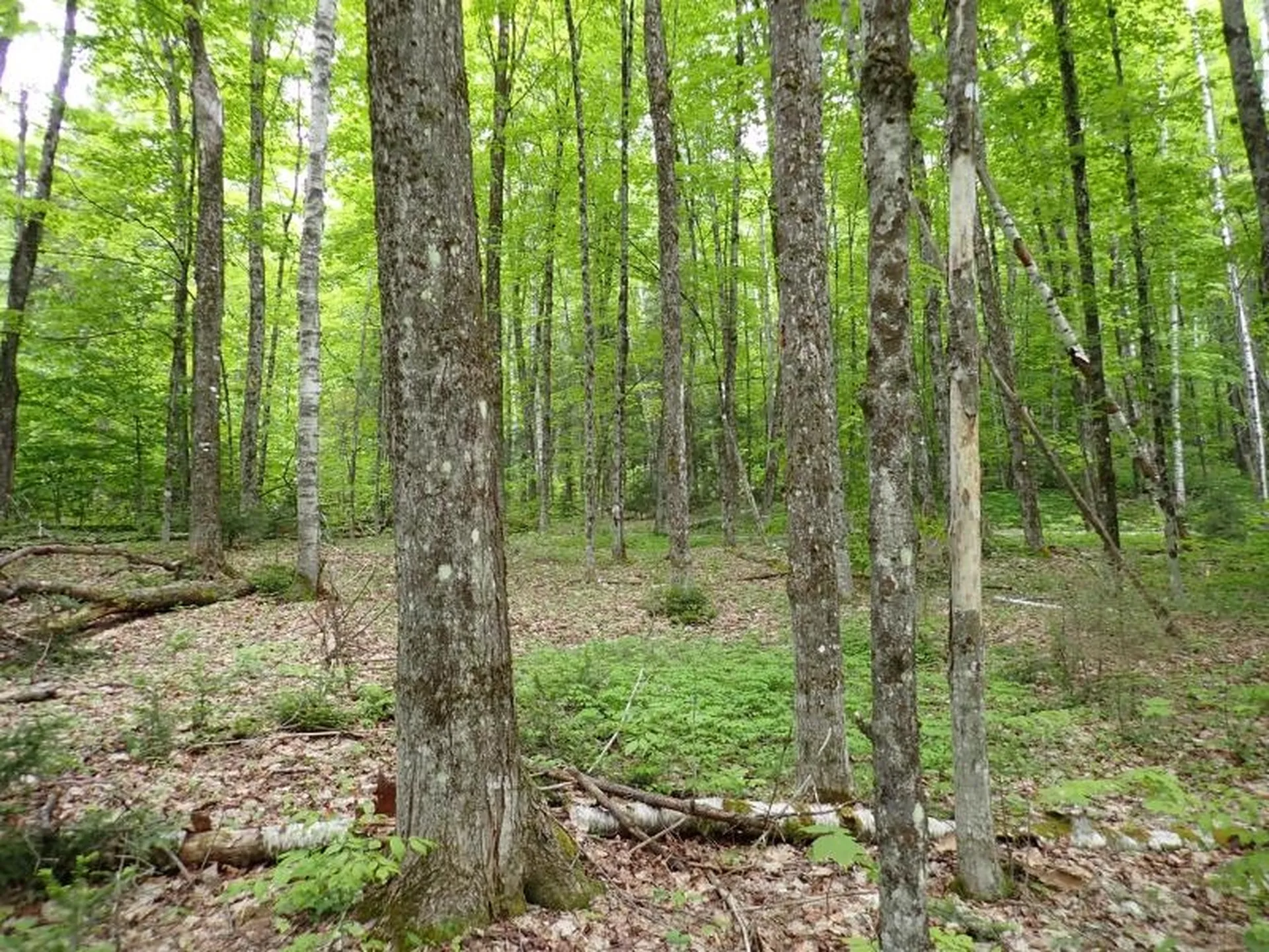 0 Powder Spring Road Topsham VT 05076