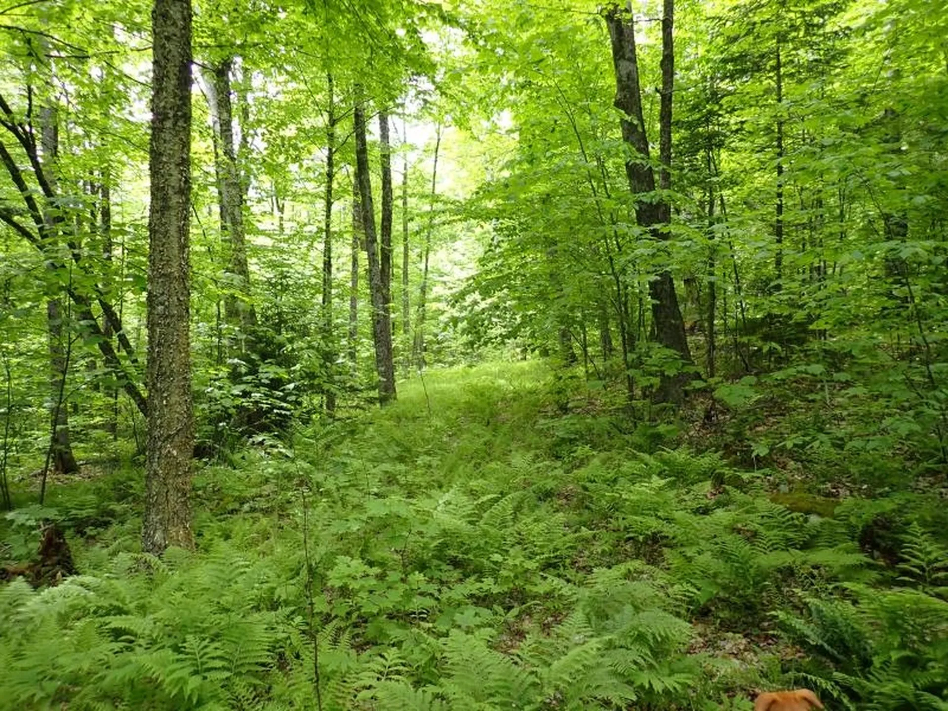 0 Powder Spring Road Topsham VT 05076