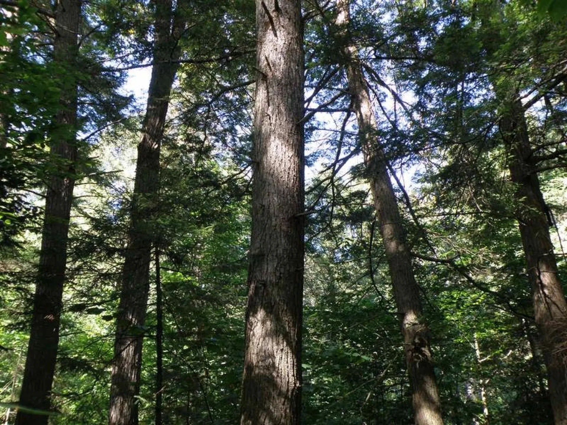 0 Davis Road Bethel VT 05032