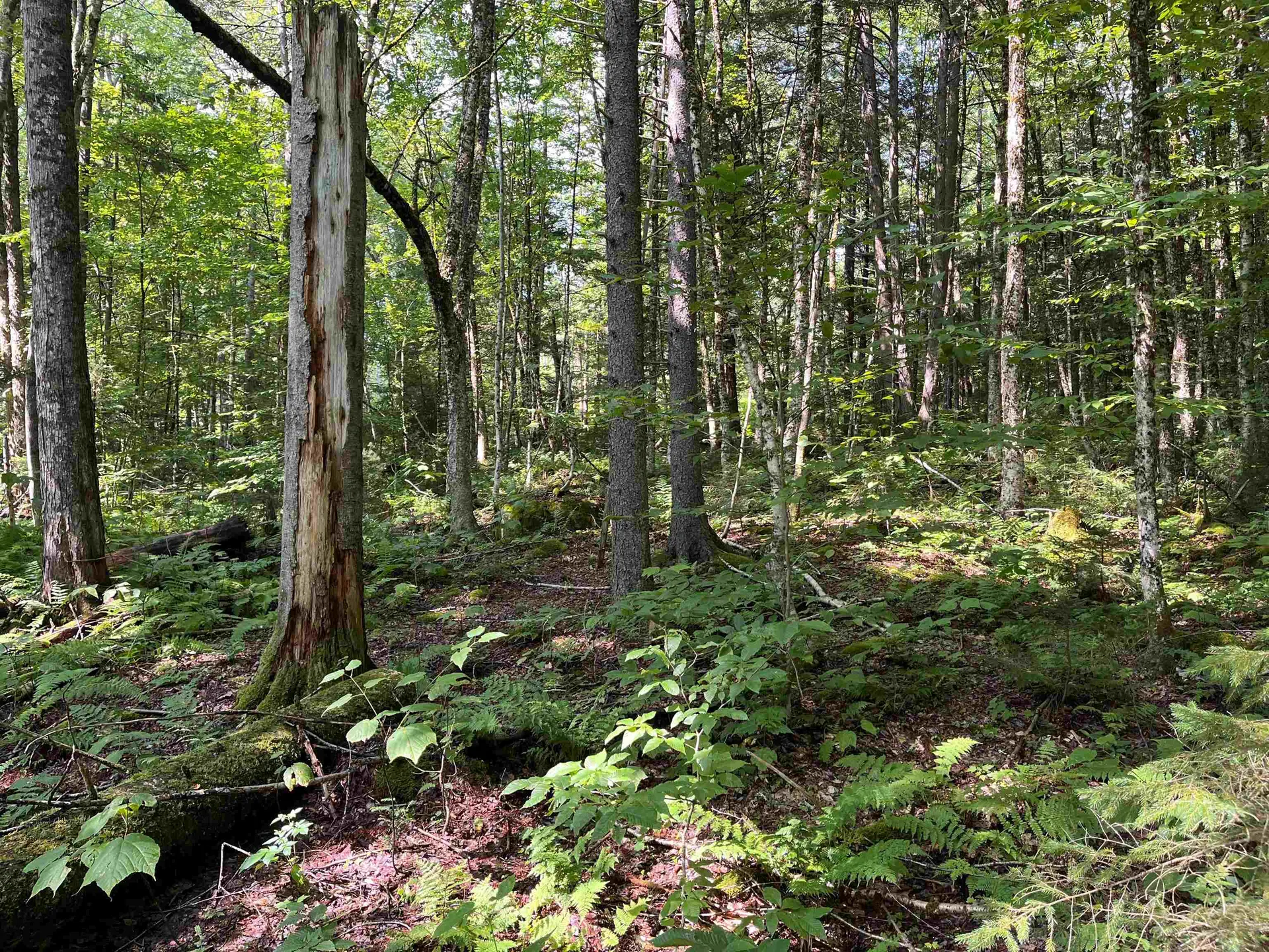 520 Bertha Springs Road Waitsfield VT 05673