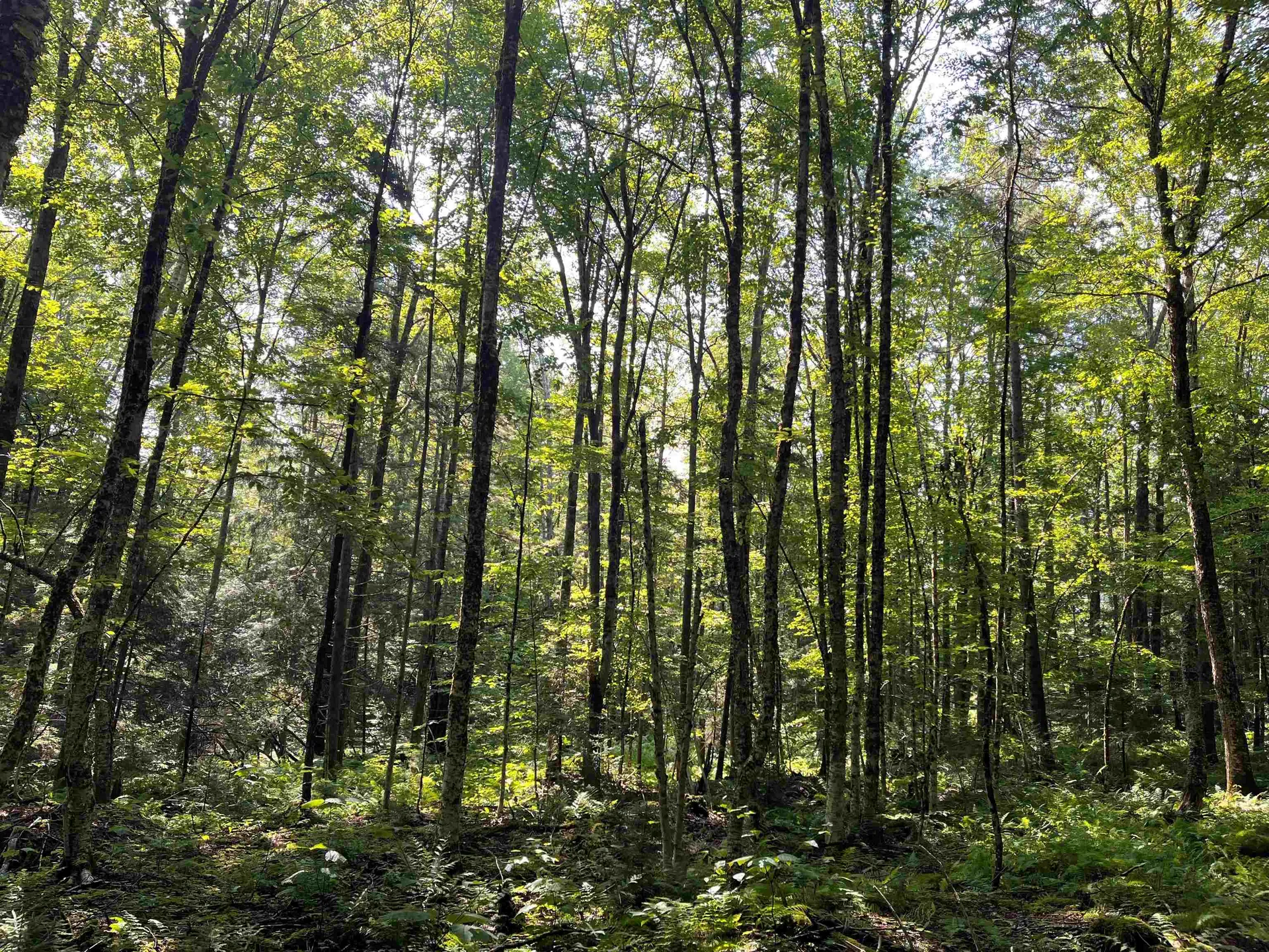 520 Bertha Springs Road Waitsfield VT 05673