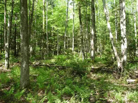520 Bertha Springs Road Waitsfield VT 05673