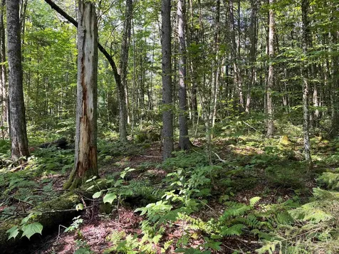 520 Bertha Springs Road Waitsfield VT 05673