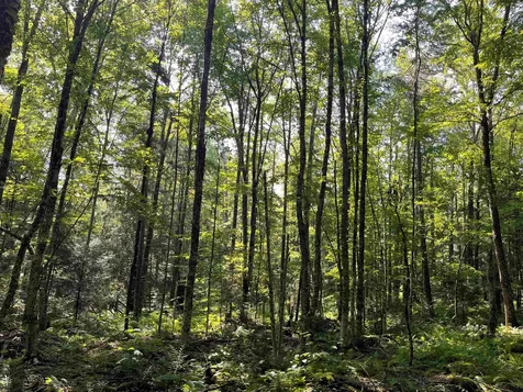 520 Bertha Springs Road Waitsfield VT 05673