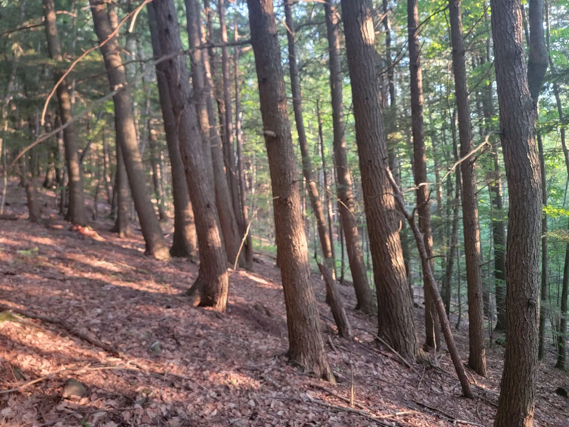 Off Bemis Hill Road Westminster VT 05158