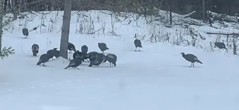 602 Main Street Orwell VT 05760