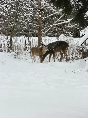 972 Farrar Road Newport Town VT 05857