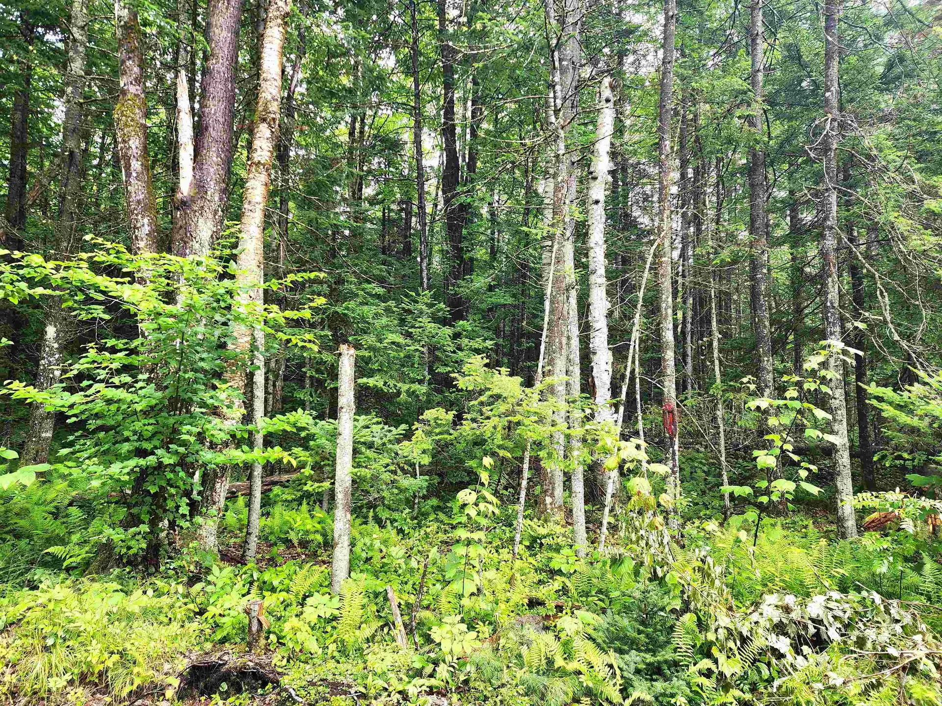 213 Bell Hill Road Stark NH 03582