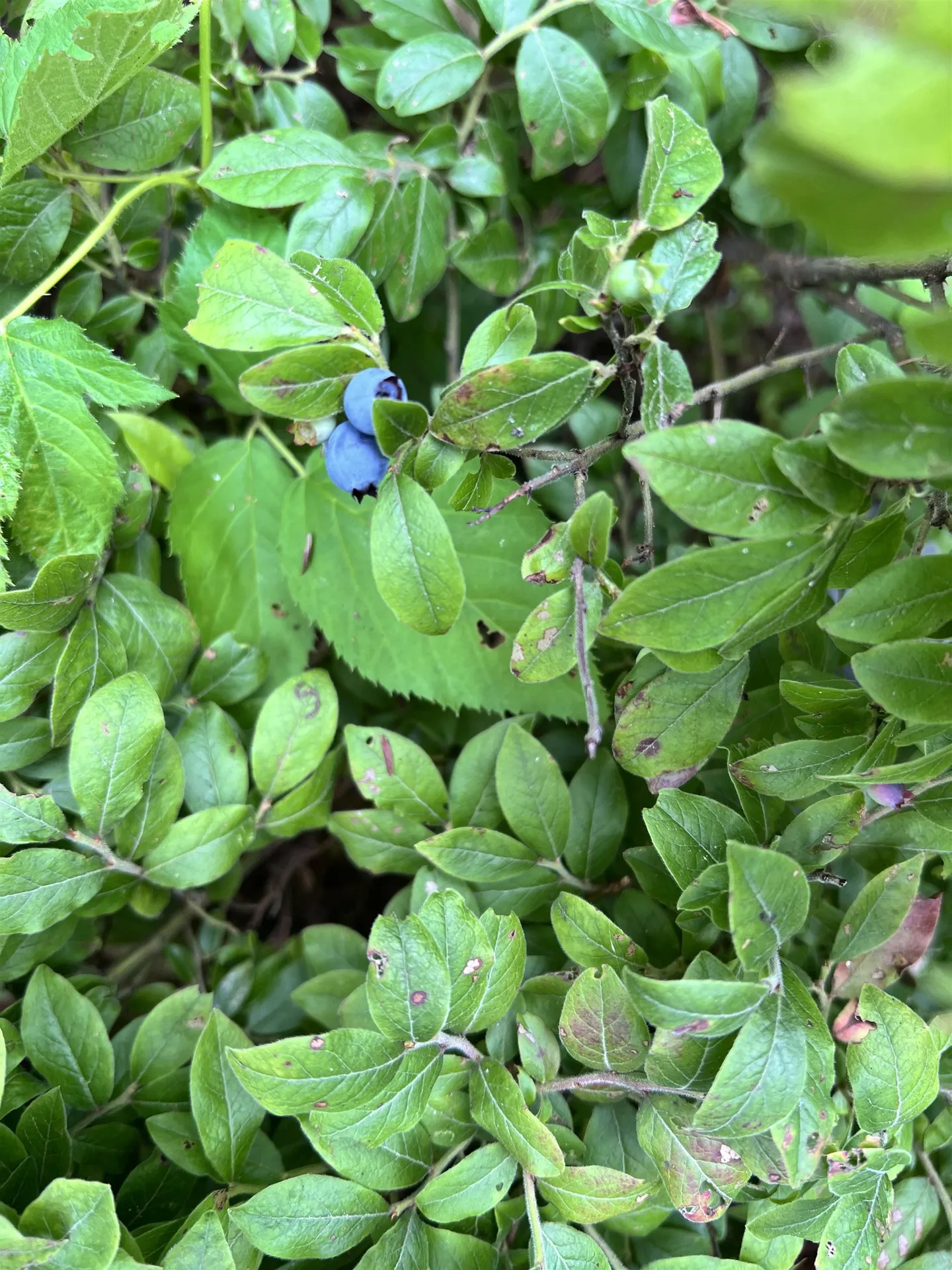 1350 Nh Route 25a Orford NH 03777