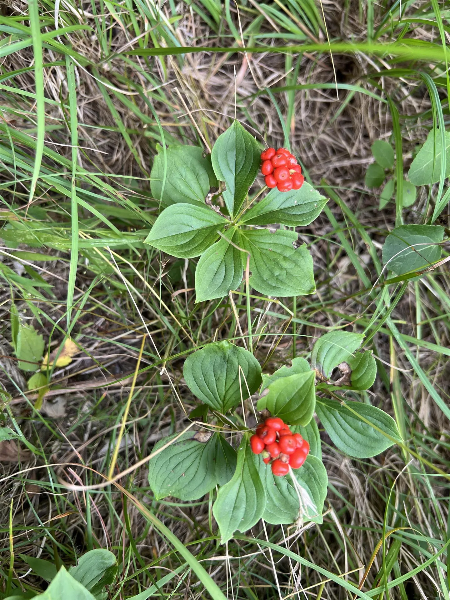 1350 Nh Route 25a Orford NH 03777