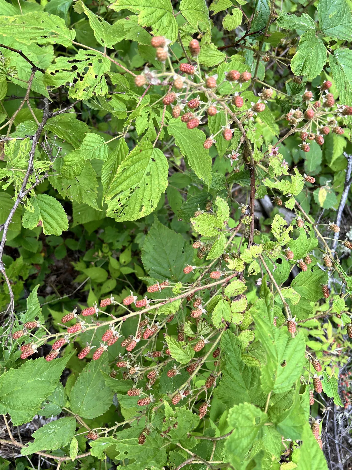 1350 Nh Route 25a Orford NH 03777