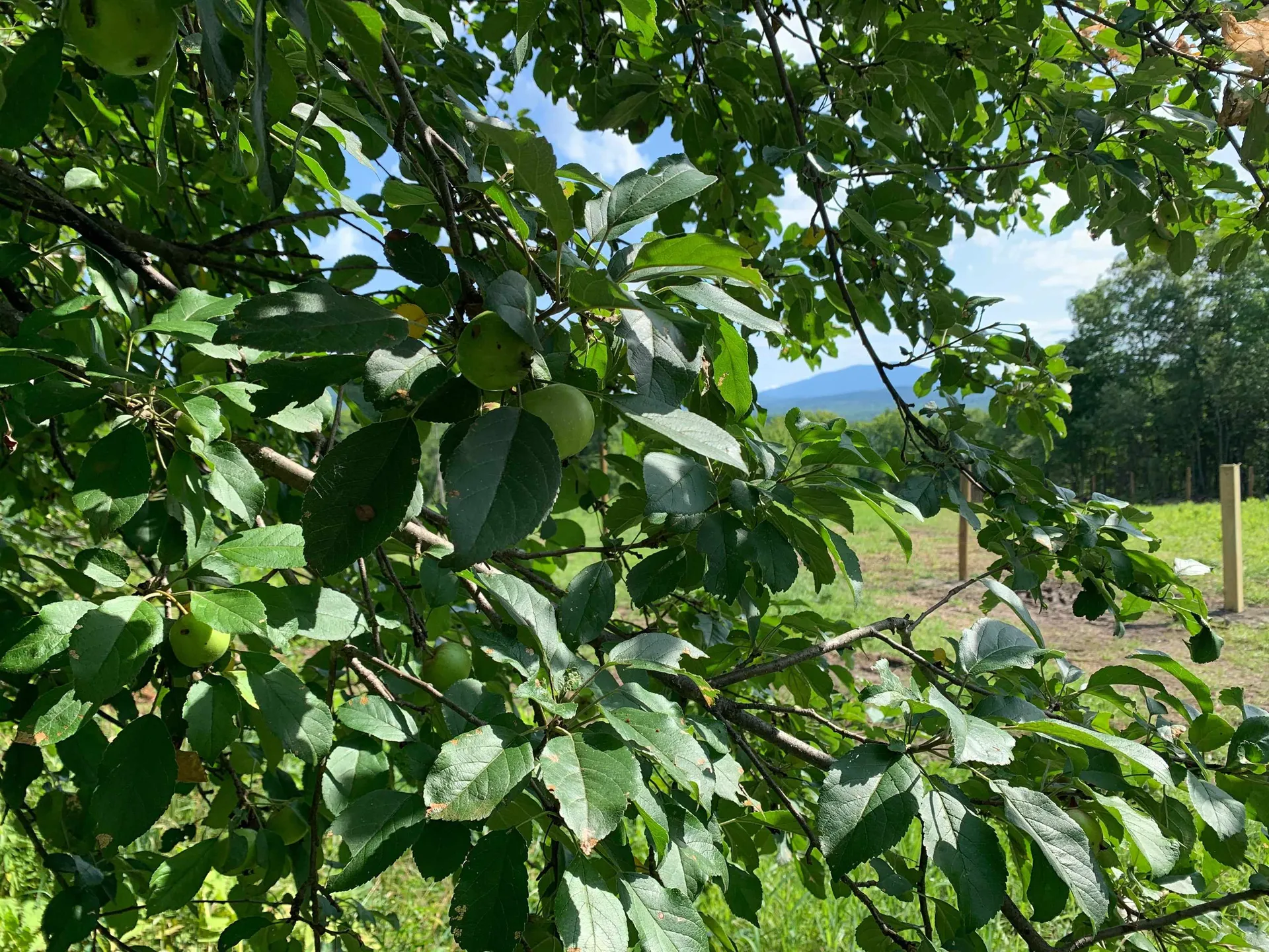 1350 Nh Route 25a Orford NH 03777