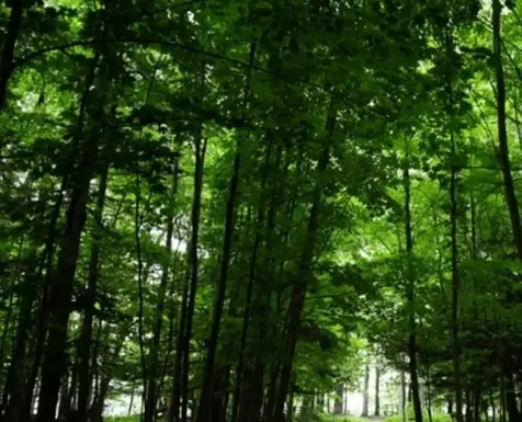 Map 49 Lot30 Stratford Drive Barnstead NH 03281