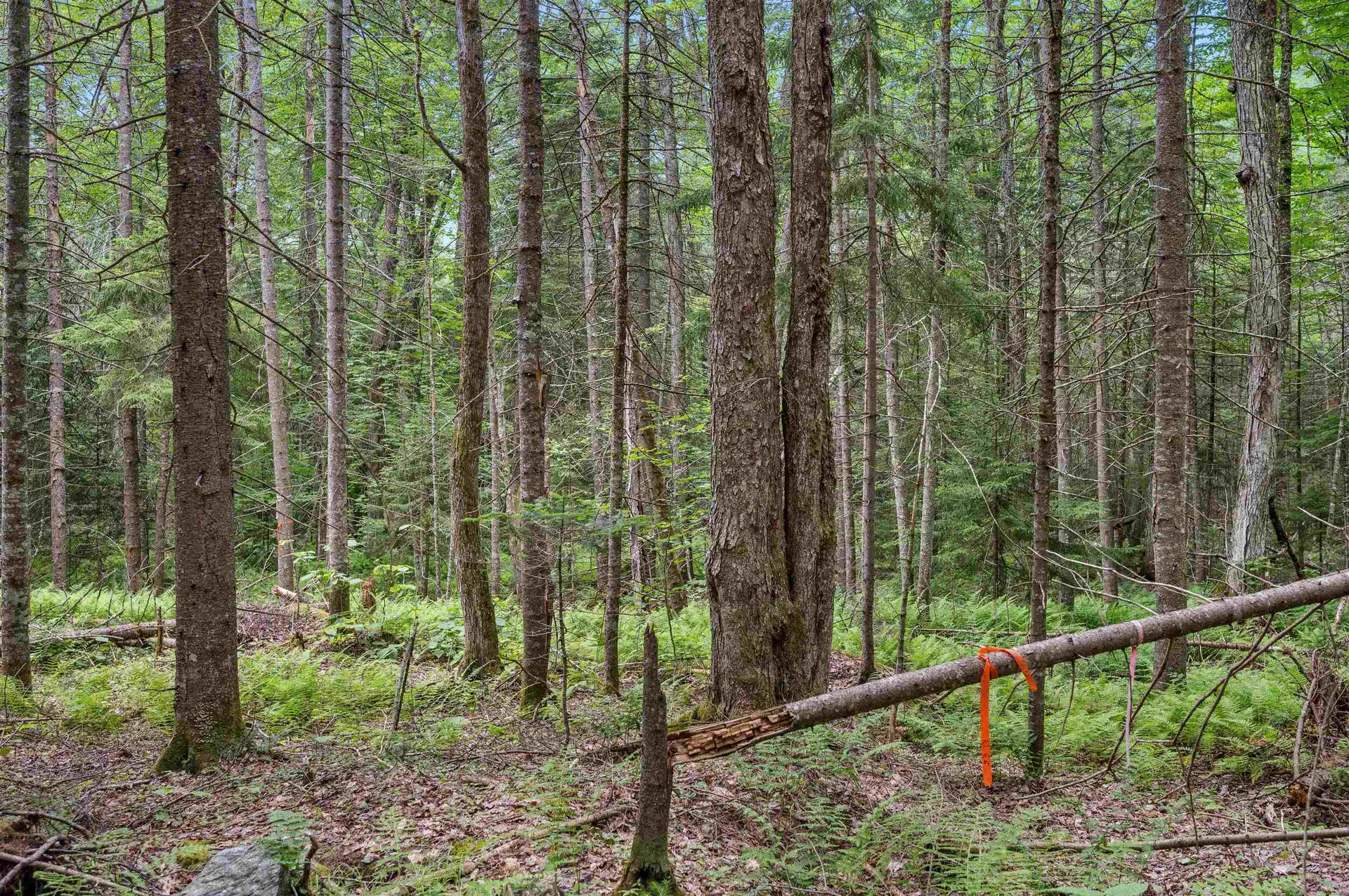 0 Macey Road Middlesex VT 05602