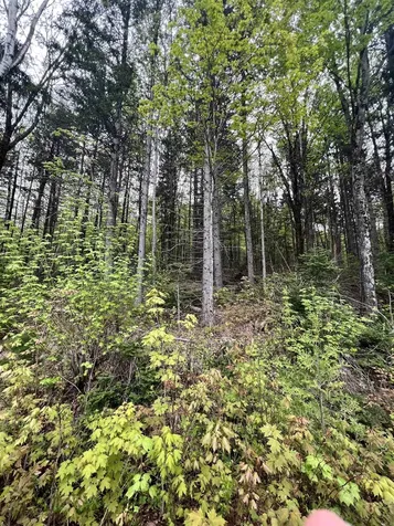 - Beck Pond Road Newark VT 05871