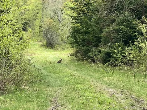 - Beck Pond Road Newark VT 05871