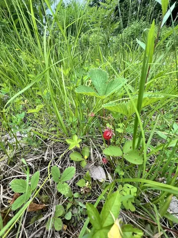 - Beck Pond Road Newark VT 05871