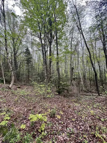 - Beck Pond Road Newark VT 05871