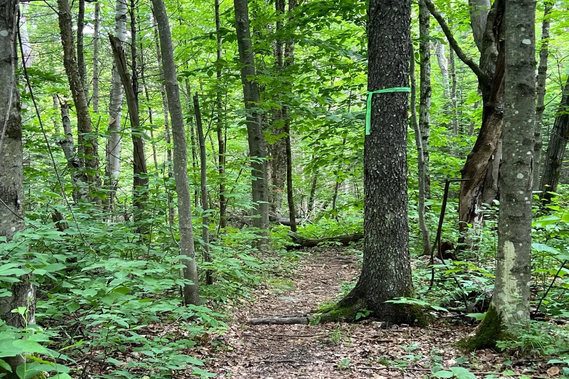 0 Davis Hill Road Hyde Park VT 05655