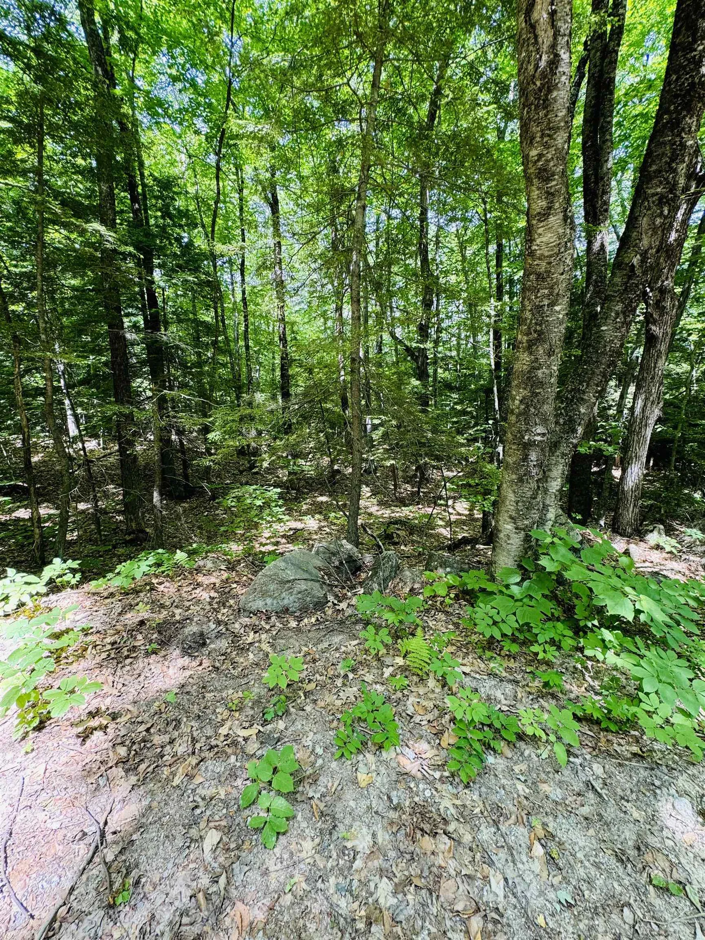 3/2 Farrell Hill Road Deering NH 03244