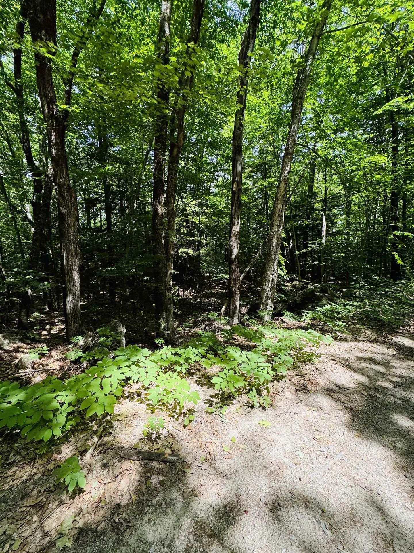 3/2 Farrell Hill Road Deering NH 03244