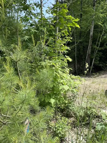 0 Remington Road Chester VT 05143